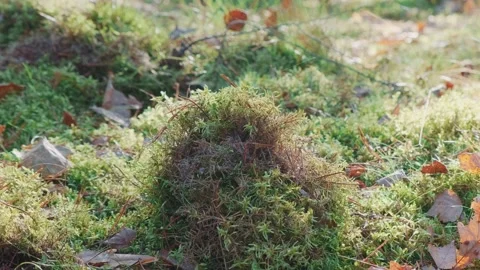 Medium shot of plants that grew on an old stump Stock Footage 157593537