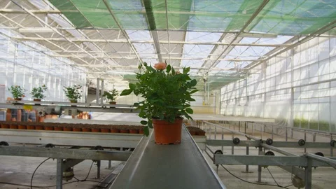 Medium Shot, Point Of View, 10 Seconds Or Greater, Indoors, Day, Potted Plant, Stock Footage 95823960