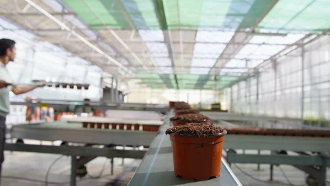 Medium Shot, Point Of View, 10 Seconds Or Greater, Flower Pot, Indoors, Day, Stock Footage 95861674