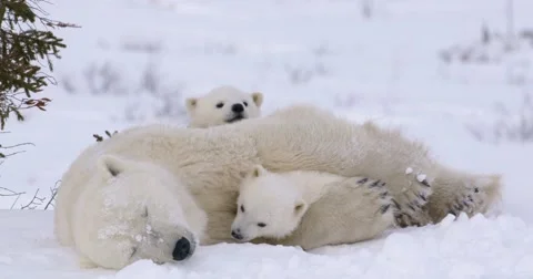 Medium shot of Polar Bear sow sleeping as her two cubs stir. One cub rests in Vidéo 65478082