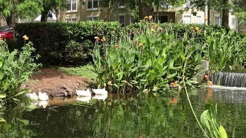 Medium shot of pond with ducks Video stock 245452719