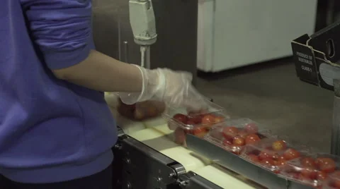 Medium Shot Of Punnets Of Cherry Tomatoes Travelling On A Packing Line Stock Footage 64026741