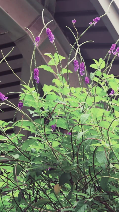 Medium shot, purple flower stems in front of bridge structure 库存影片 345168903