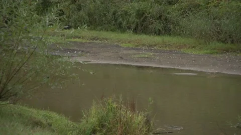Medium shot of quiet forest river and fallen leaves on riverside Stock Footage 163335180