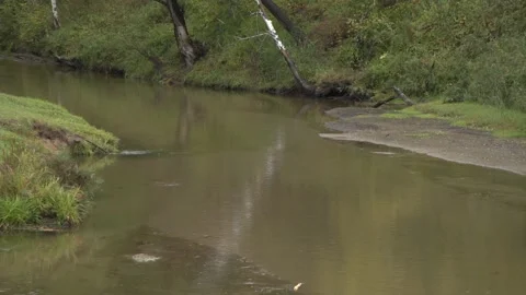 Medium shot of quiet forest river with leaves on riverside in rainy weather 動画素材 163335183