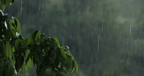 Medium Shot of Raindrops Falling on Leaves Video stock 151135201
