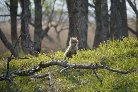 Medium shot of Red Fox cub in the woods Stock Photos