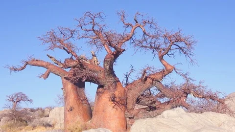 Medium shot revealing a sprawling red baobab tree sprouting from rock outcrop Video stock 81416516