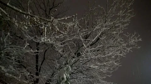 A medium shot reveals a leafless tree adorned with fresh, stock footage. Stock Footage 304817121