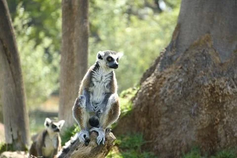 Medium Shot Ring-tailed Lemur Perched on Log with Soft Green Bokeh Background Stock Photos