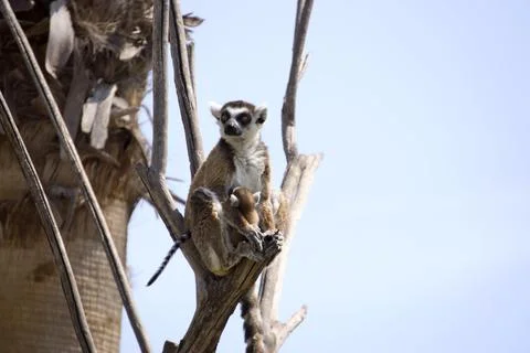 Medium Shot Ring-tailed Lemur Mother with Infant Baby Sitting on Tree Branch Stock Photos