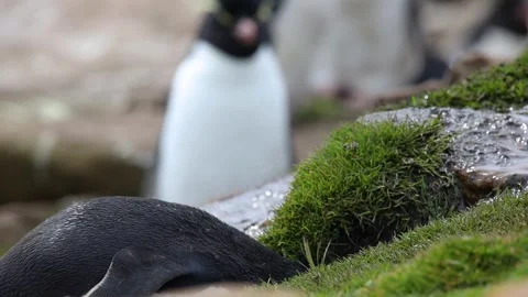 Medium shot of rockhopper penguin drinking water Stock Footage 319984380