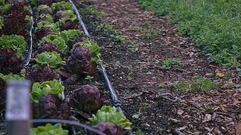 Medium shot of a row of cabbage left side Stock Footage 86004721
