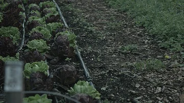 Medium shot of a row of cabbage left side Stock Footage 86004733