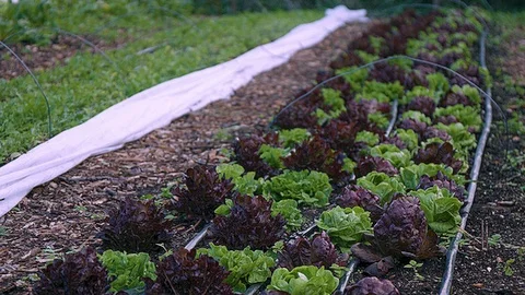 Medium shot of a row of cabbage right side Stock Footage 86004753