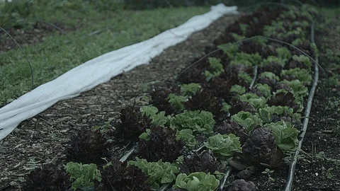 Medium shot of a row of cabbage right side Stock Footage 86004793