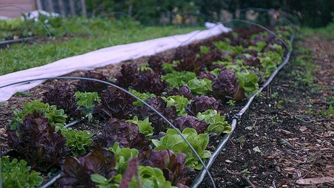 Medium shot of a row of vegetables in a city farm Stock Footage 86005045