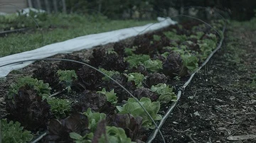 Medium shot of a row of vegetables in a city farm Stock Footage 86005056