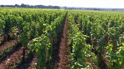 Medium shot on rows of vines Stock Footage