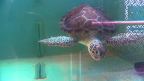 A medium shot of a sea turtle struggling to swim while feeding in a tank, its Stock Footage 310928973