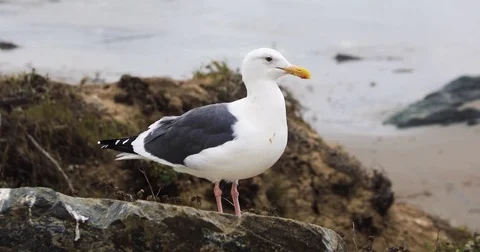 Medium Shot of Seagull on the beach Stockbeeldmateriaal 81461949