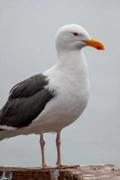 Medium Shot of a Seagull Foto stock