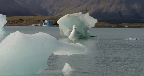 Medium shot of a seagull resting on an ice floe. Video stock 208614613