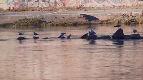 Medium shot of a seagull standing on one leg Stock Footage 264771990