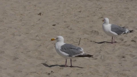 Medium Shot Seagulls Walking On The Beach Stock Footage 95140161