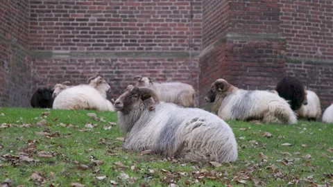 Medium shot of several domestic sheep and horned rams resting peacefully Stock Footage 338165692
