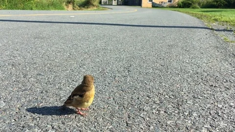 Medium shot of a sick bird on a road Stock Footage 79826009