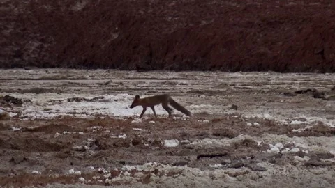 Medium shot of sight of a desert fox gracefully maneuvering, stock footage. Stock Footage 304796340