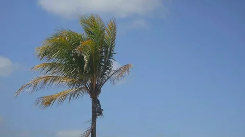 Medium Shot Single Palm Tree Stock Footage 89415755