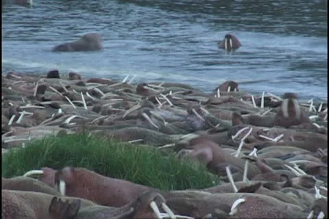 Medium shot slow frame rate walrus group[ Stock Footage 11110838