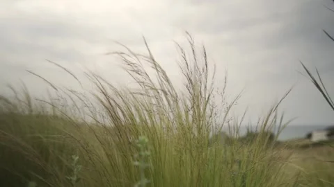 Medium shot in slow motion of wheat being gently swayed by the wind Stock Footage 257948623