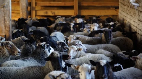 Medium shot. Slowmotion. A flock of sheep in a stable on a farm. Stock Footage 128546413