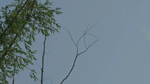 Medium shot of small bird perched on bare tree branch Stock Footage 337390293