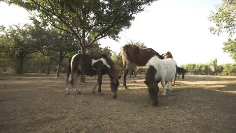 Medium shot of the small horse on the farm Video stock 120540979