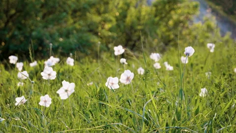 Medium shot of small white flowers growing in spring green meadow. 4K Video stock 93076462