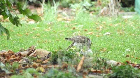 Medium shot small white hawk begins to eat its prey. 库存影片 145521424