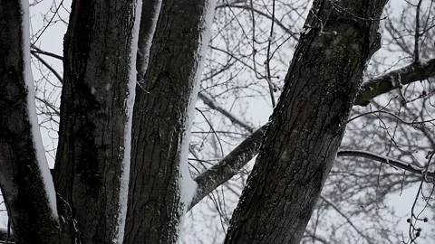 Medium Shot of Snow-Covered Trees During a Winter Snow Storm Stock Footage 149690049