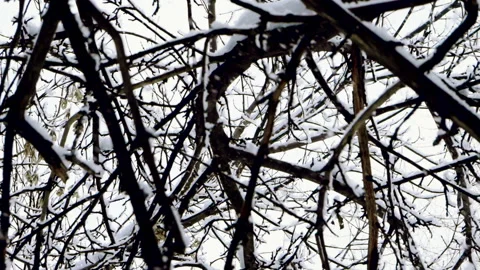 Medium shot of snow falling on tree branches against cloudy sky. Slow motion. HD Stock Footage 101294694