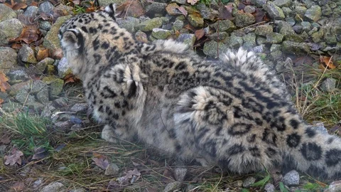 Medium shot of snow leopard Stock Footage 121892693