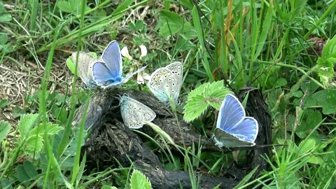 Medium shot of some blue butterflies Stock Footage 134249294