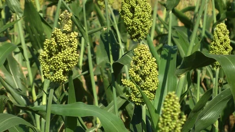 A medium shot of a sorghum field Stock Footage 115470824