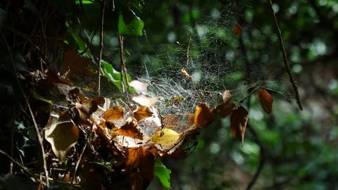Medium shot of a spider web from the side Stock Footage 91571740