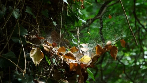 Medium shot of a spider web on tree Stock Footage 91572209