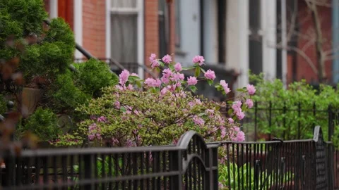 Medium shot spring cherry blossom bush on brooklyn street with birds chirping Stock Footage 299769360