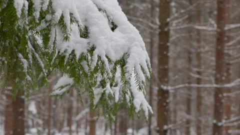 Medium Shot of Spruce Branch Heavy with Snow in Winter Woods Video stock 332223988