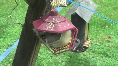 A Medium Shot of a Squirrel Curled Up in a Bird Feed 스톡 동영상 156617701